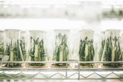 Experiment beakers Experiment beakers